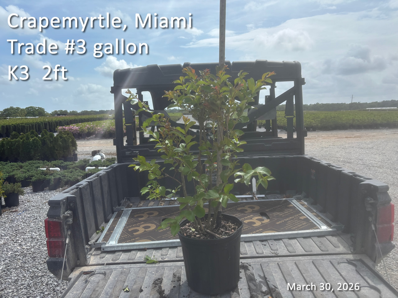 gallery/cmia3t k3 mar30.jpg